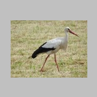 Storch (Rheinauen).JPG